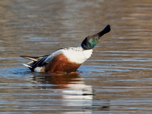 Northern Shoveler